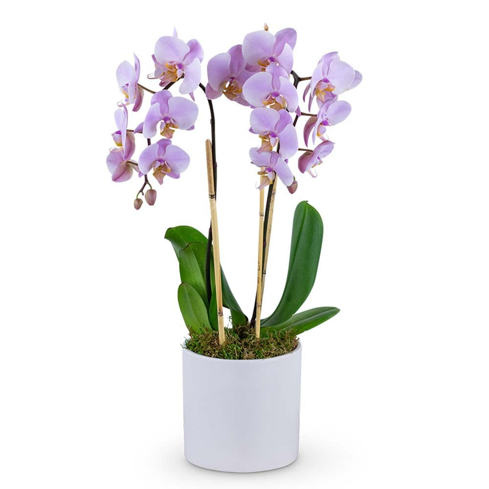 Phalaenopsis Orchid - Anaheim Hills Florist