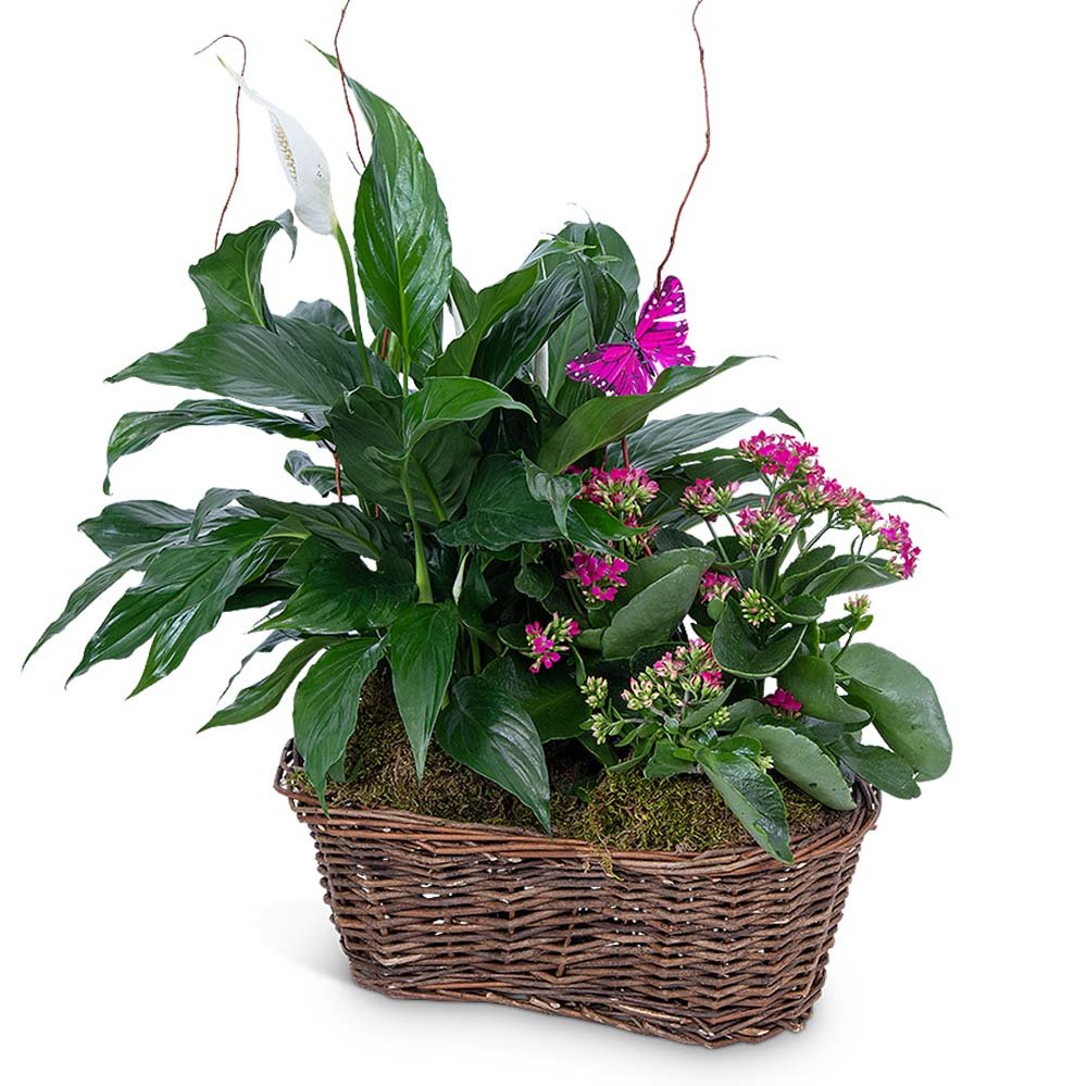 Harmony Basket with Butterflies - Anaheim Hills Florist