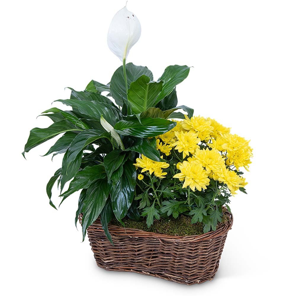 Peace Lily with Yellow Mum Plant - Anaheim Hills Florist