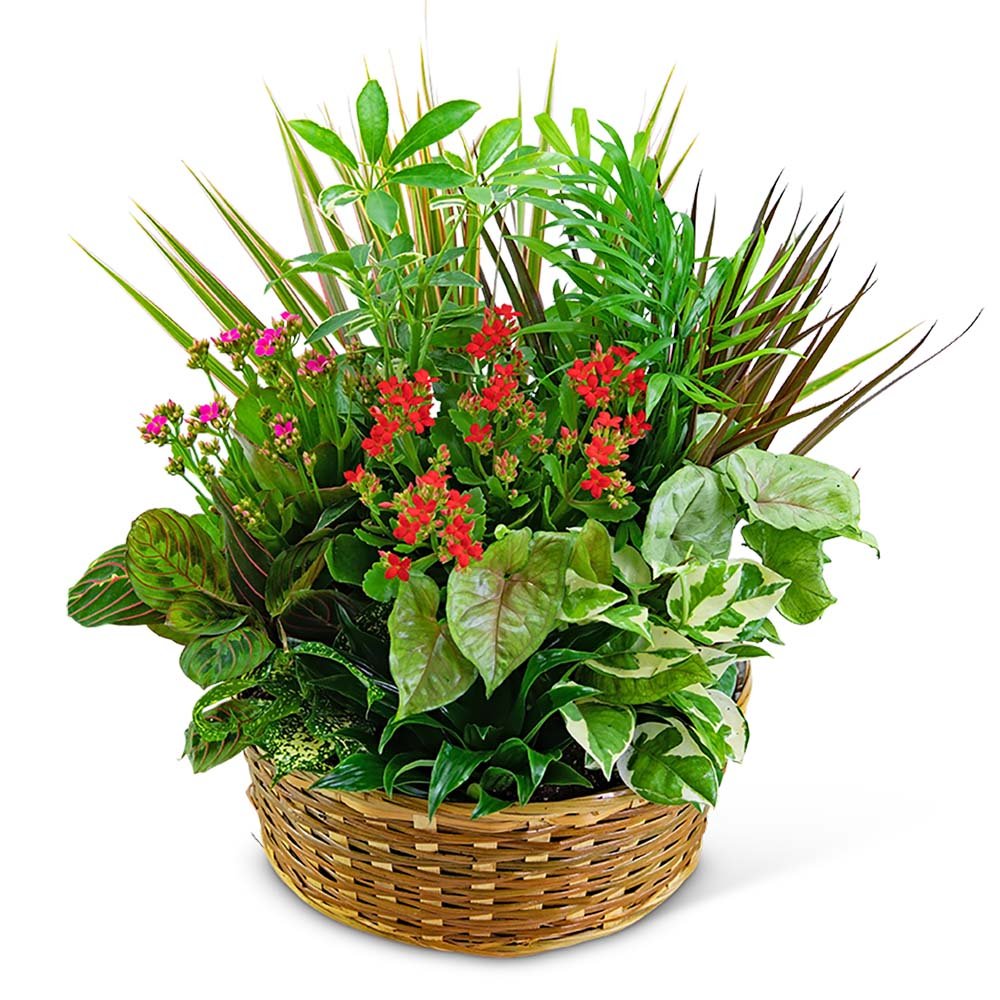 Large Blooming Dish Garden - Anaheim Hills Florist