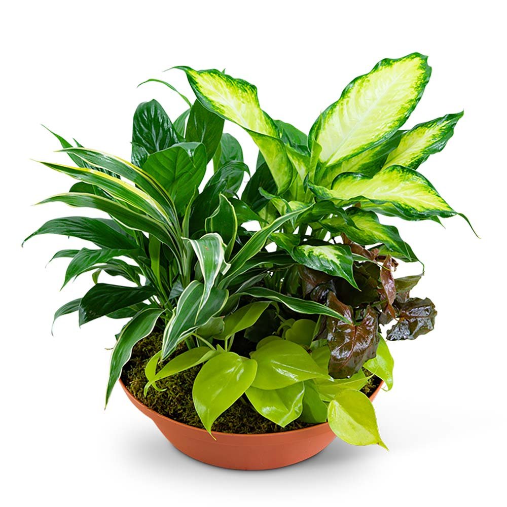 Tropics in Terracotta - Anaheim Hills Florist