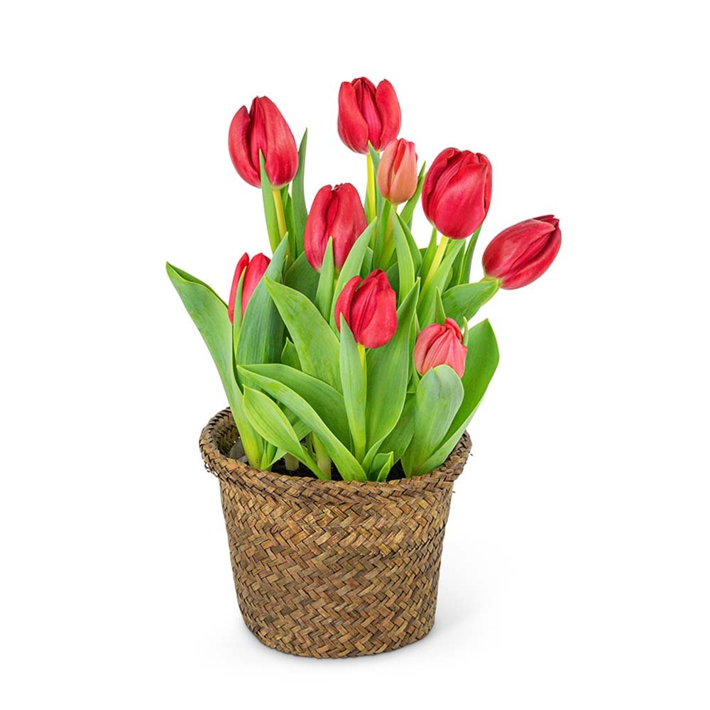 Potted Tulip Plant - Anaheim Hills Florist