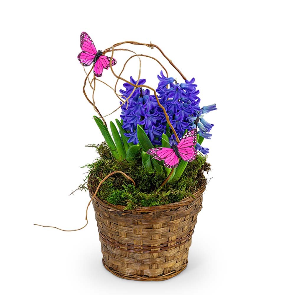 Hyacinth Plant in Basket - Anaheim Hills Florist