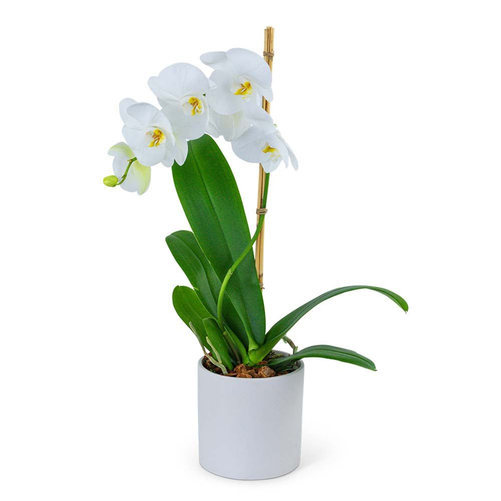 White Orchid Plant - Anaheim Hills Florist