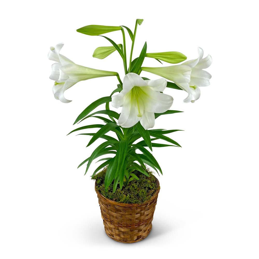 Easter Lily Plant in Basket - Anaheim Hills Florist