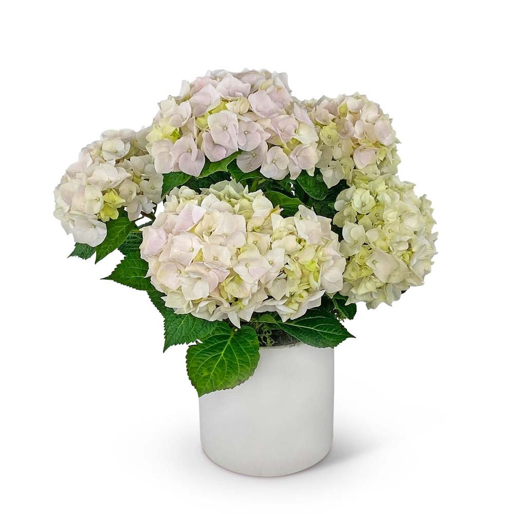 Blush Hydrangea Plant - Anaheim Hills Florist