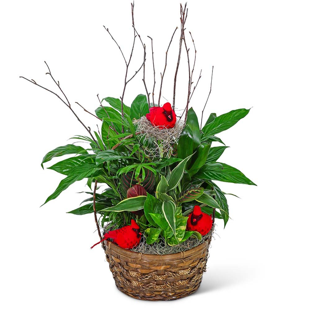 Dish Garden with Cardinals - Anaheim Hills Florist