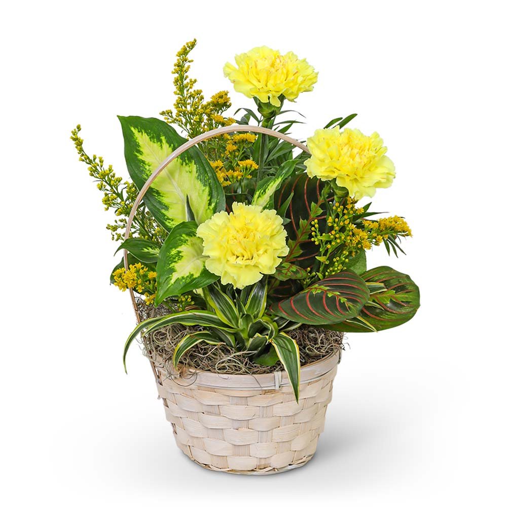 Dish Garden with Yellow Florals - Anaheim Hills Florist
