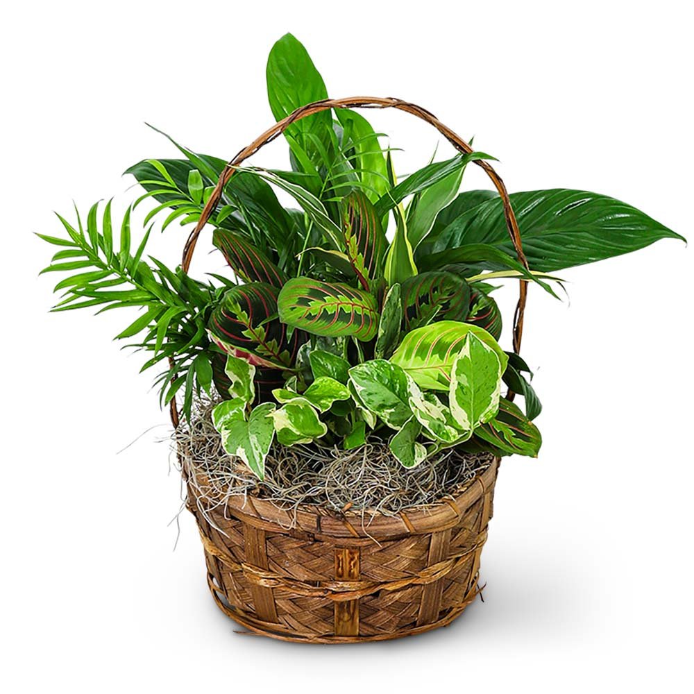 Evergreen Oasis Dish Garden - Anaheim Hills Florist