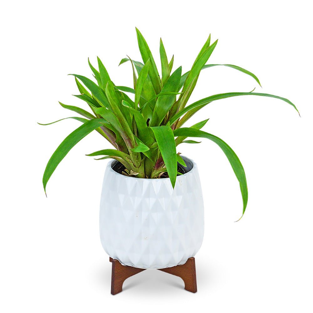 Mod Bromeliad Plant - Anaheim Hills Florist