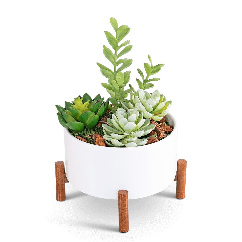 Mid - Century Succulent Garden - Anaheim Hills Florist