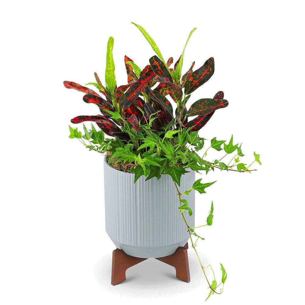 Classic Contemporary Plant - Anaheim Hills Florist